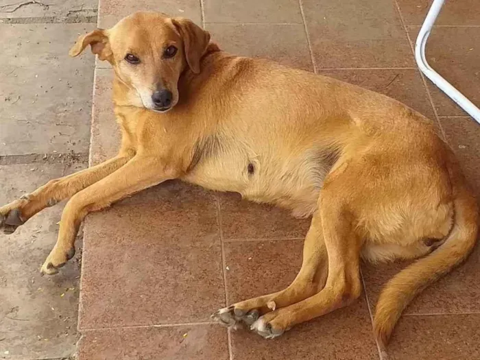 Cachorro ra a Vira-latas  idade 6 ou mais anos nome Mia