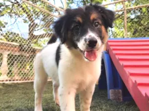 Cachorro raça Srd  idade 2 a 6 meses nome Amelie e Tom