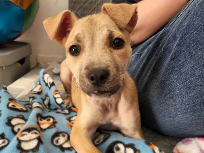 Cachorro raça SRD idade 2 a 6 meses nome Gaya