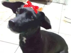 Cachorro raça Mestiça  idade 7 a 11 meses nome Rubi 