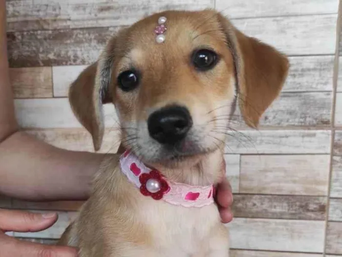 Cachorro ra a Srd  idade 2 a 6 meses nome Filhotes de 3 meses
