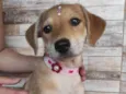 Filhotes de 3 meses