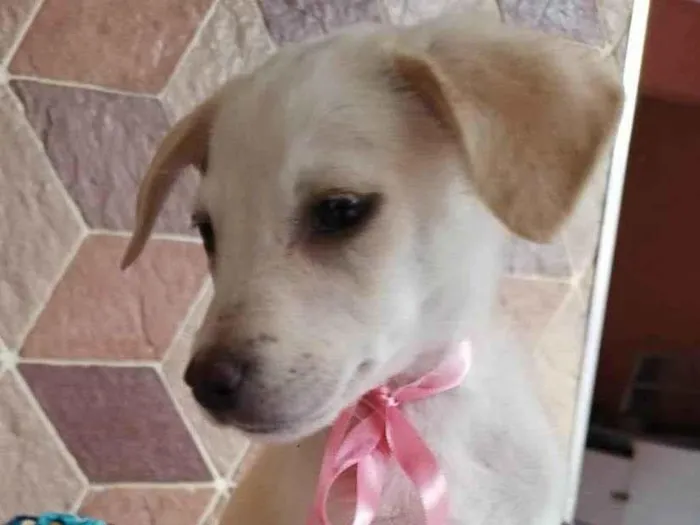 Cachorro ra a SRD idade 2 a 6 meses nome Filhotes 3 meses