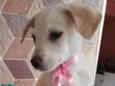 Filhotes 3 meses