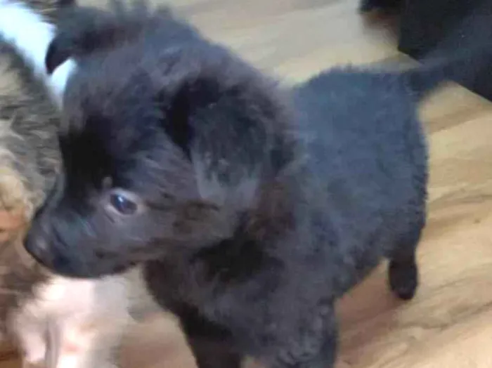 Cachorro raça Srd idade 2 a 6 meses nome Sem nome 