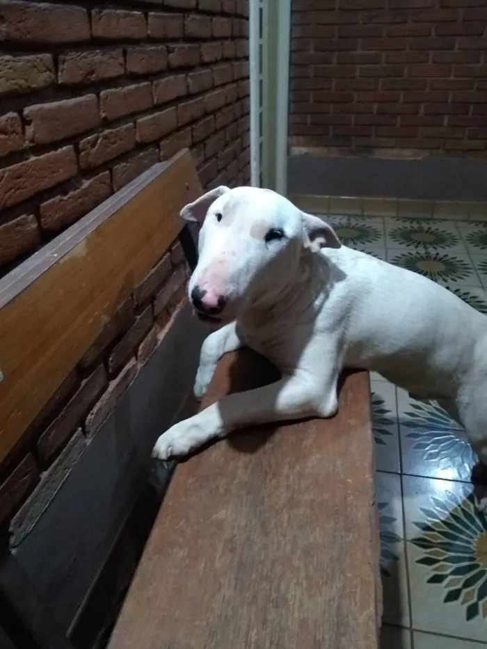 Cachorro ra a Bull terrier idade 7 a 11 meses nome Gary
