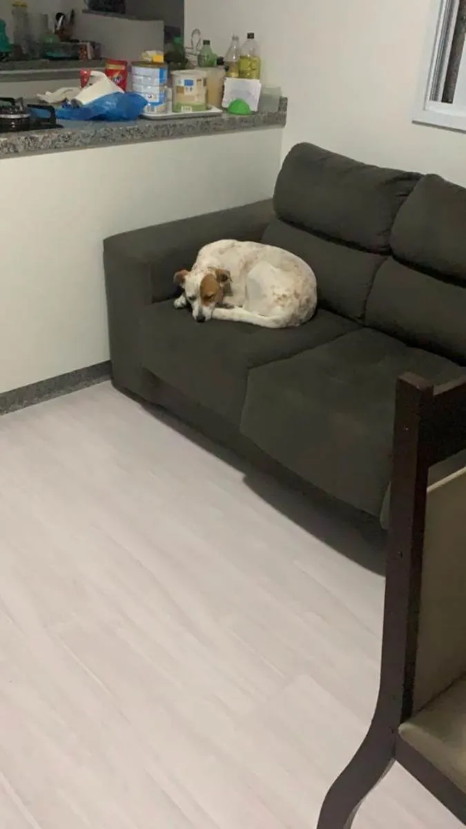 Cachorro ra a Vira lata idade 5 anos nome Luna