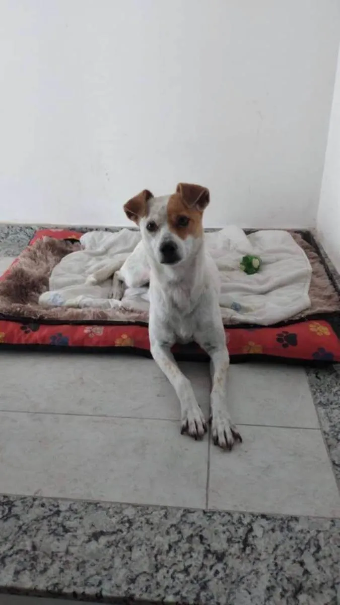 Cachorro ra a Vira lata idade 5 anos nome Luna