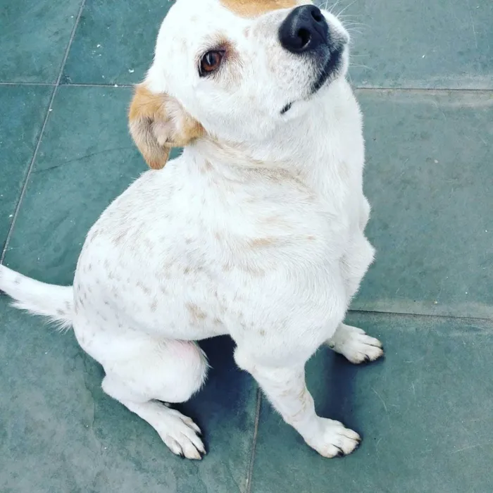 Cachorro ra a Vira lata idade 5 anos nome Luna