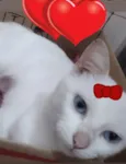 Sofia