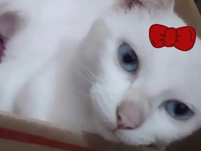 Gato ra a Sdr idade 2 a 6 meses nome Sofia