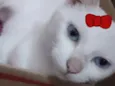 Sofia