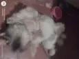 Zuu