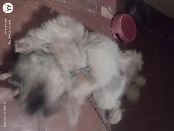 Cachorro ra a Shitzu idade 1 ano nome Zuu