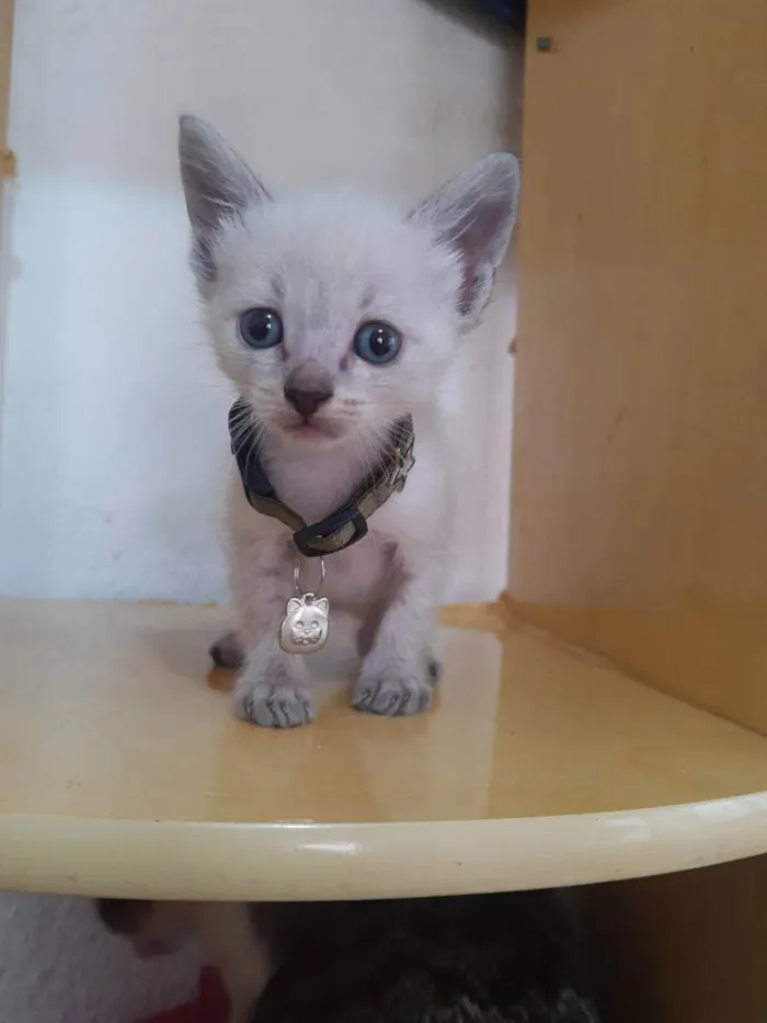 Gato raça SRD  idade Abaixo de 2 meses nome Dudu