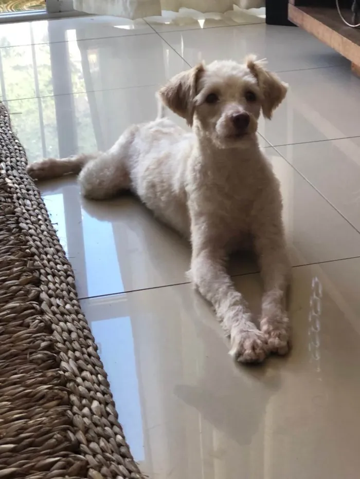 Cachorro ra a Poodle idade 1 ano nome Luck