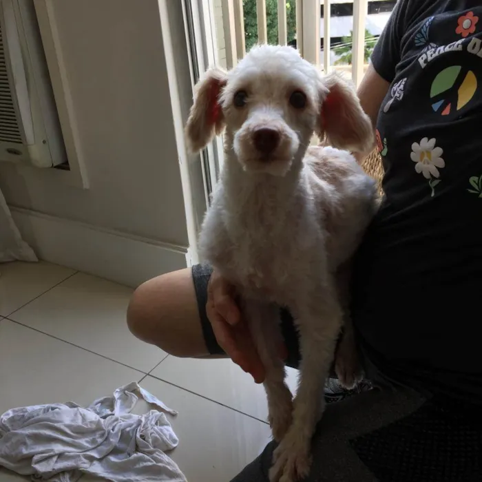 Cachorro ra a Poodle idade 1 ano nome Luck
