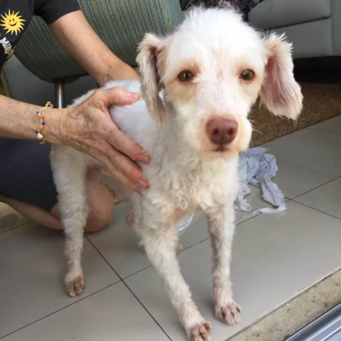Cachorro ra a Poodle idade 1 ano nome Luck
