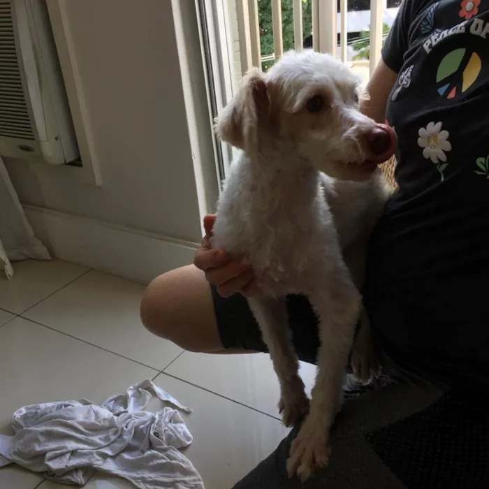 Cachorro ra a Poodle idade 1 ano nome Luck