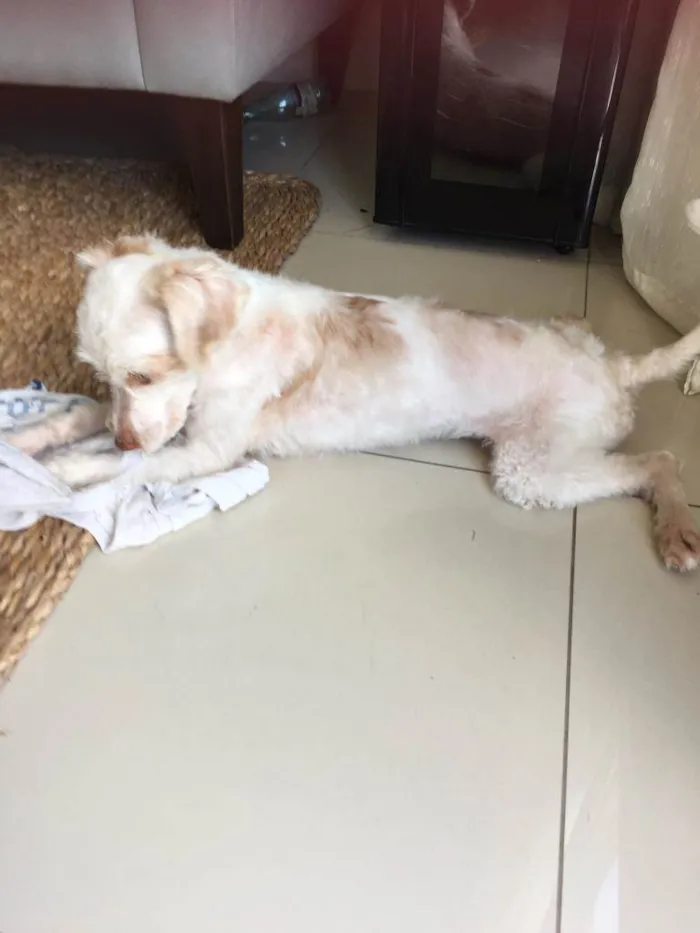 Cachorro ra a Poodle idade 1 ano nome Luck