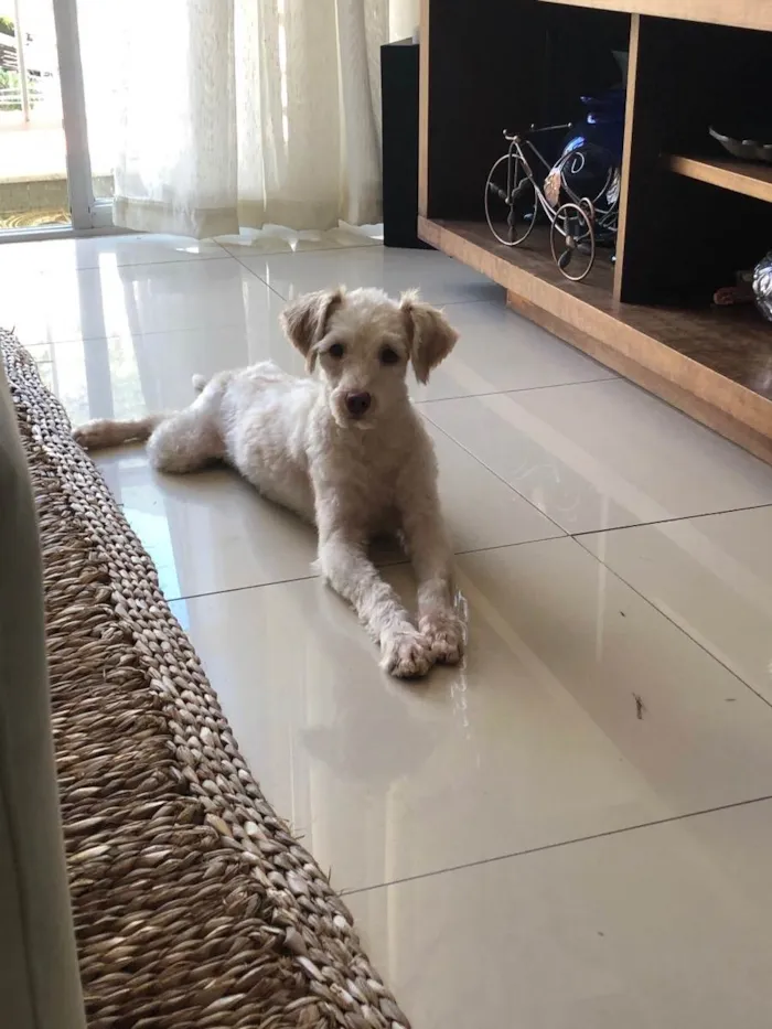 Cachorro ra a Poodle idade 1 ano nome Luck