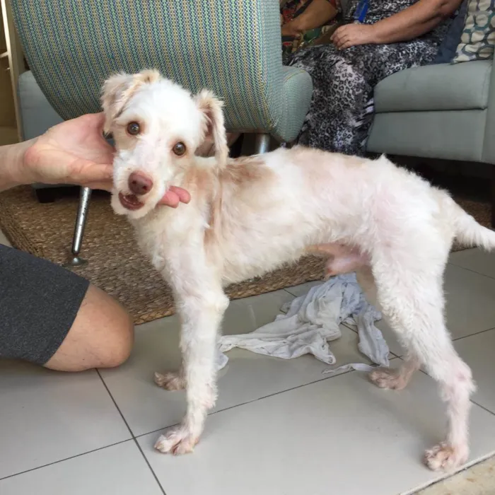 Cachorro ra a Poodle idade 1 ano nome Luck
