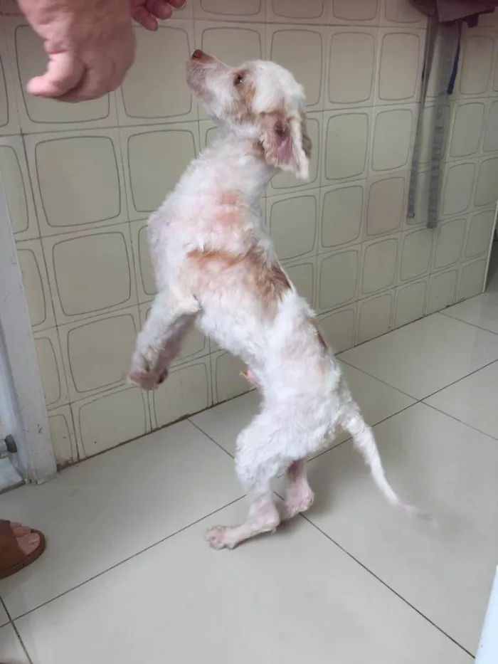 Cachorro ra a Poodle idade 1 ano nome Luck