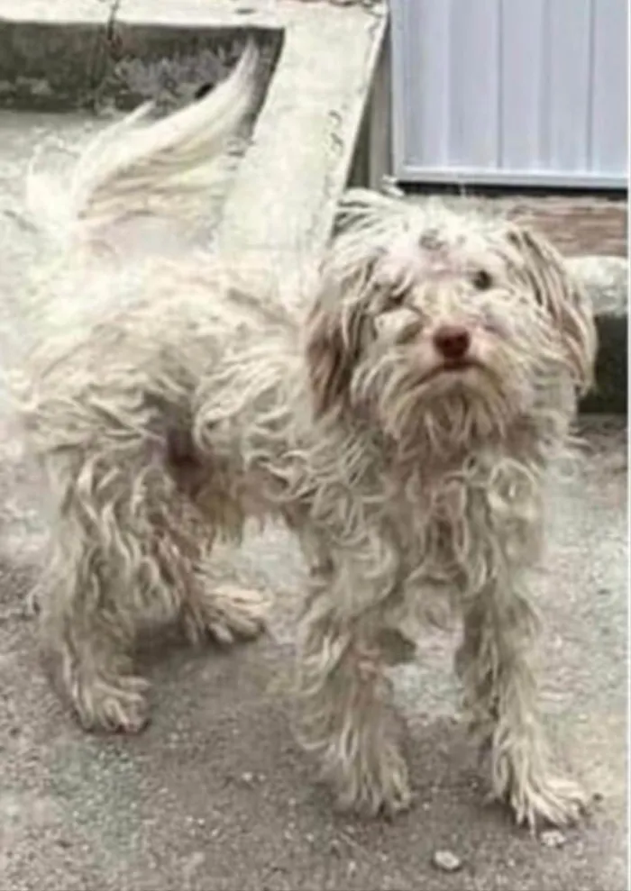 Cachorro ra a Poodle idade 1 ano nome Luck