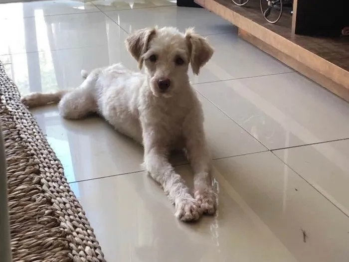 Cachorro ra a Poodle idade 1 ano nome Luck