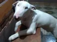 Gary
