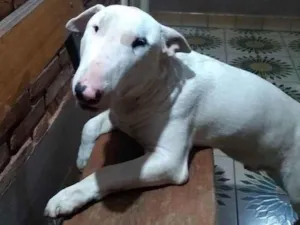 Cachorro raça Bull terrier idade 7 a 11 meses nome Gary