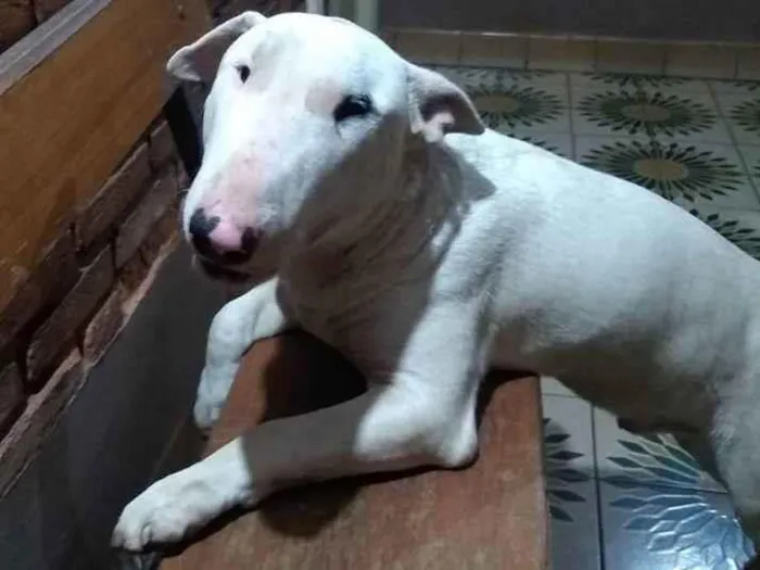 Cachorro ra a Bull terrier idade 7 a 11 meses nome Gary
