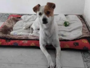 Cachorro raça Vira lata idade 5 anos nome Luna