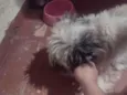 Zuu