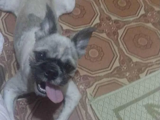 Cachorro ra a Shitzu idade 1 ano nome Zuu