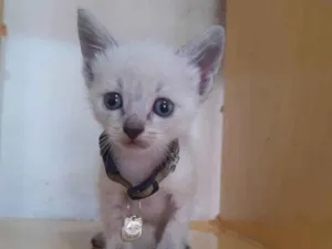 Gato raça SRD  idade Abaixo de 2 meses nome Dudu