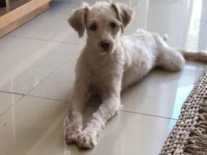 Cachorro raça Poodle idade 1 ano nome Luck