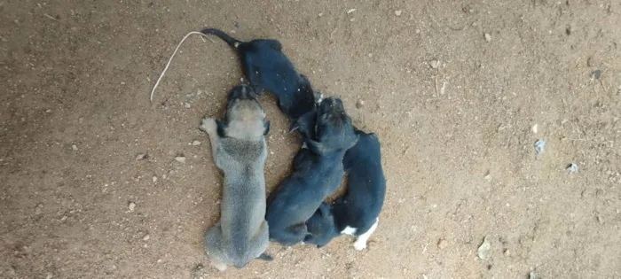 Cachorro raça Vira lata  idade Abaixo de 2 meses nome Sem nome ainda 
