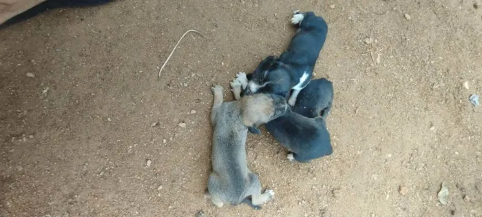 Cachorro raça Vira lata  idade Abaixo de 2 meses nome Sem nome ainda 