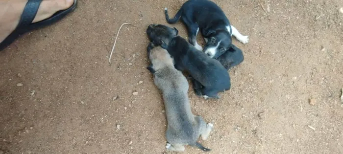 Cachorro raça Vira lata  idade Abaixo de 2 meses nome Sem nome ainda 