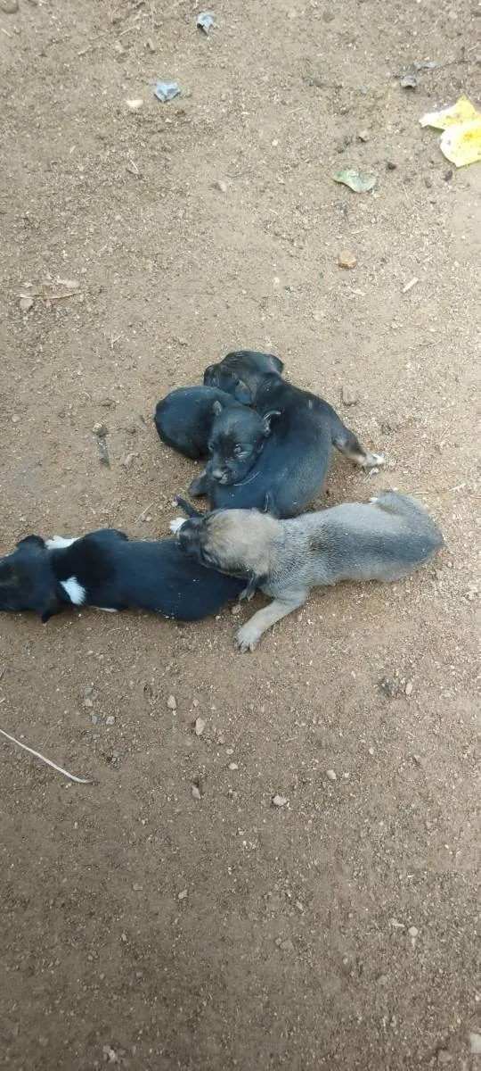 Cachorro raça Vira lata  idade Abaixo de 2 meses nome Sem nome ainda 