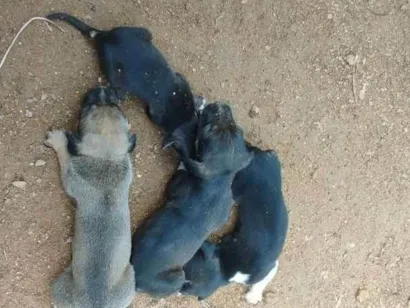 Cachorro raça Vira lata  idade Abaixo de 2 meses nome Sem nome ainda 