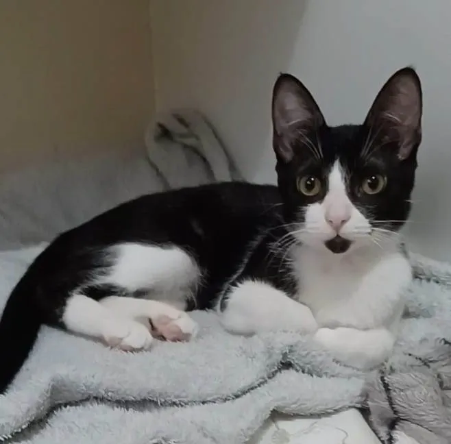 Gato raça srd frajolinha  idade 2 a 6 meses nome BETHÂNIA 