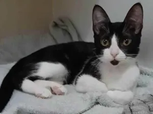 Gato raça srd frajolinha  idade 2 a 6 meses nome BETHÂNIA 
