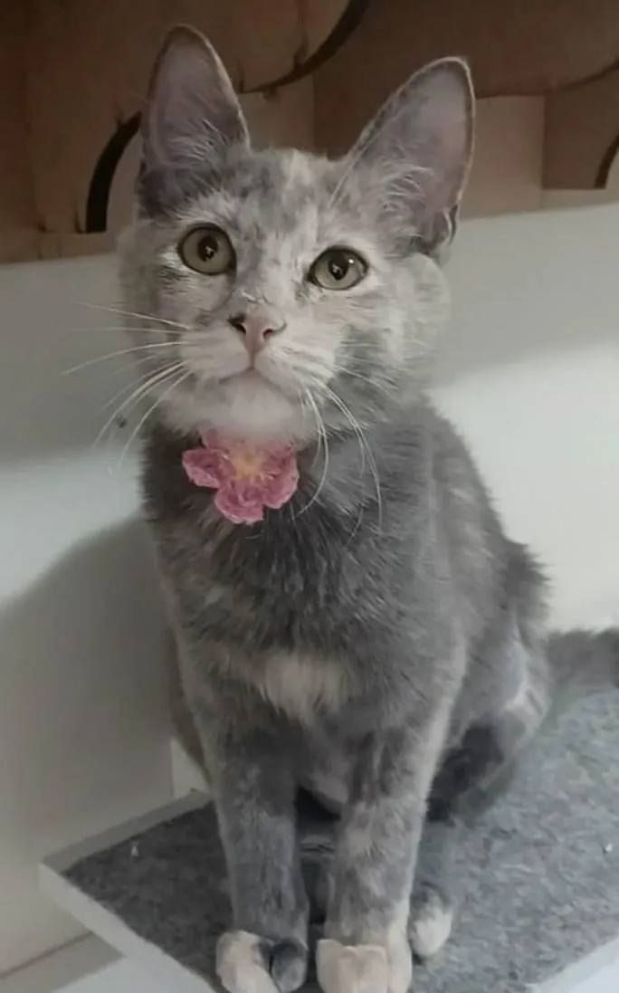 Gato raça srd idade 2 a 6 meses nome MÍSTICA