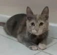 Gato raça srd idade 2 a 6 meses nome MÍSTICA