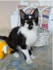 Gato ra a srd frajolinha  idade 2 a 6 meses nome BATMAN