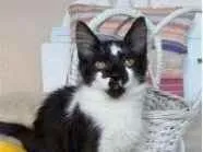 Gato raça srd frajolinha  idade 2 a 6 meses nome BATMAN