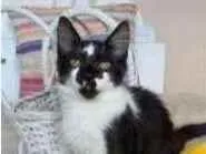 Gato ra a srd frajolinha  idade 2 a 6 meses nome BATMAN
