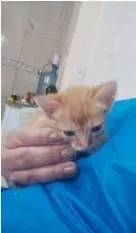 Gato ra a srd idade 2 a 6 meses nome IRMÃOS BEBÊS 